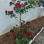 House Ljubica - Ideal Vacation Spot *